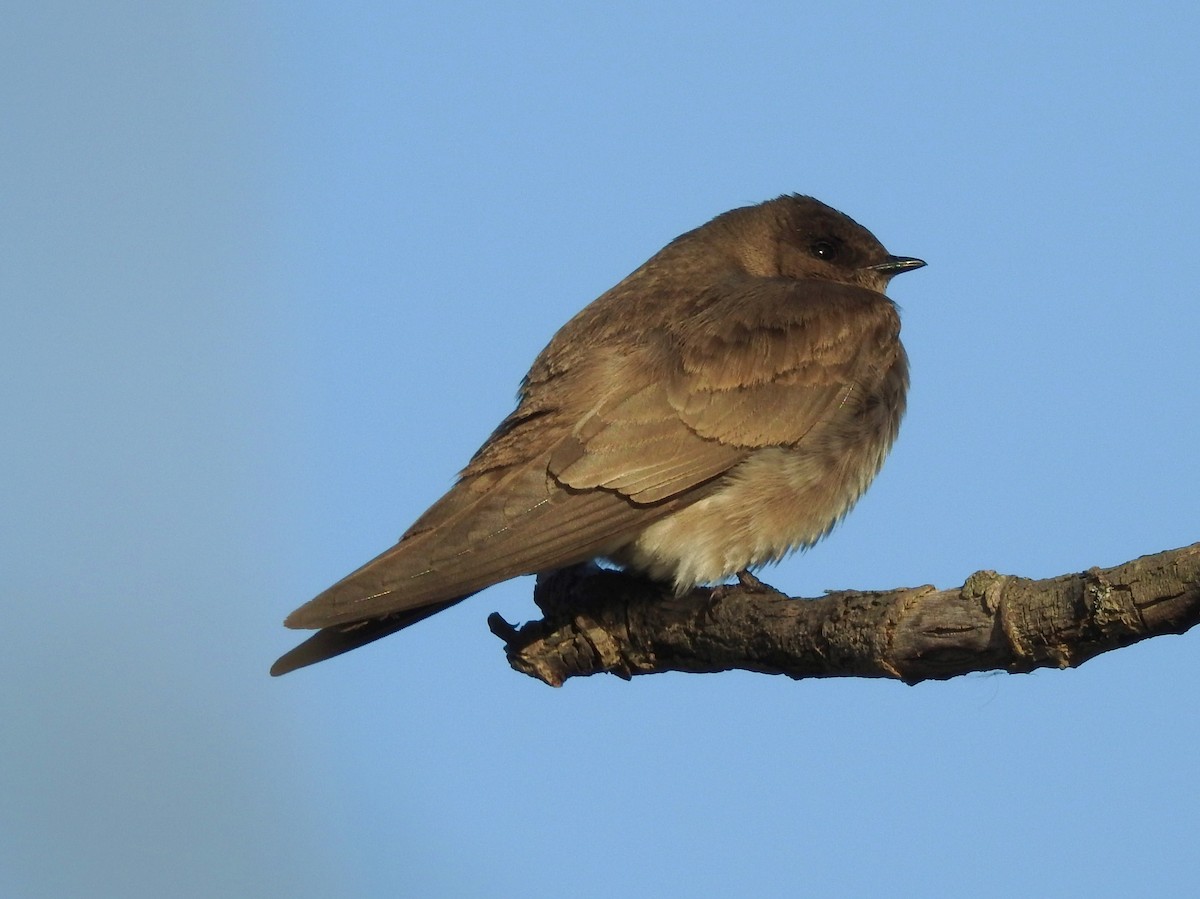 Northern Rough-winged Swallow - Bonnie Kinder