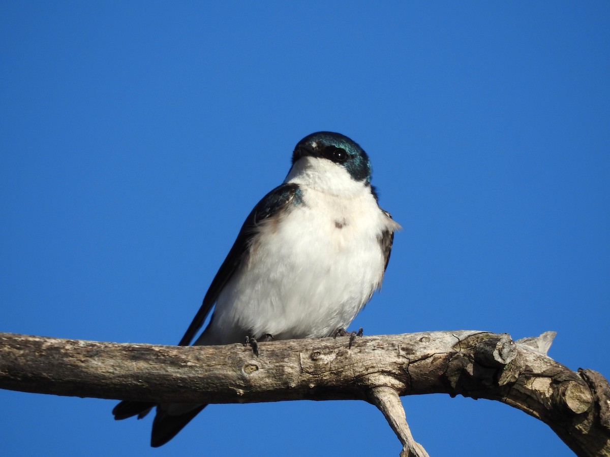 Tree Swallow - Bonnie Kinder