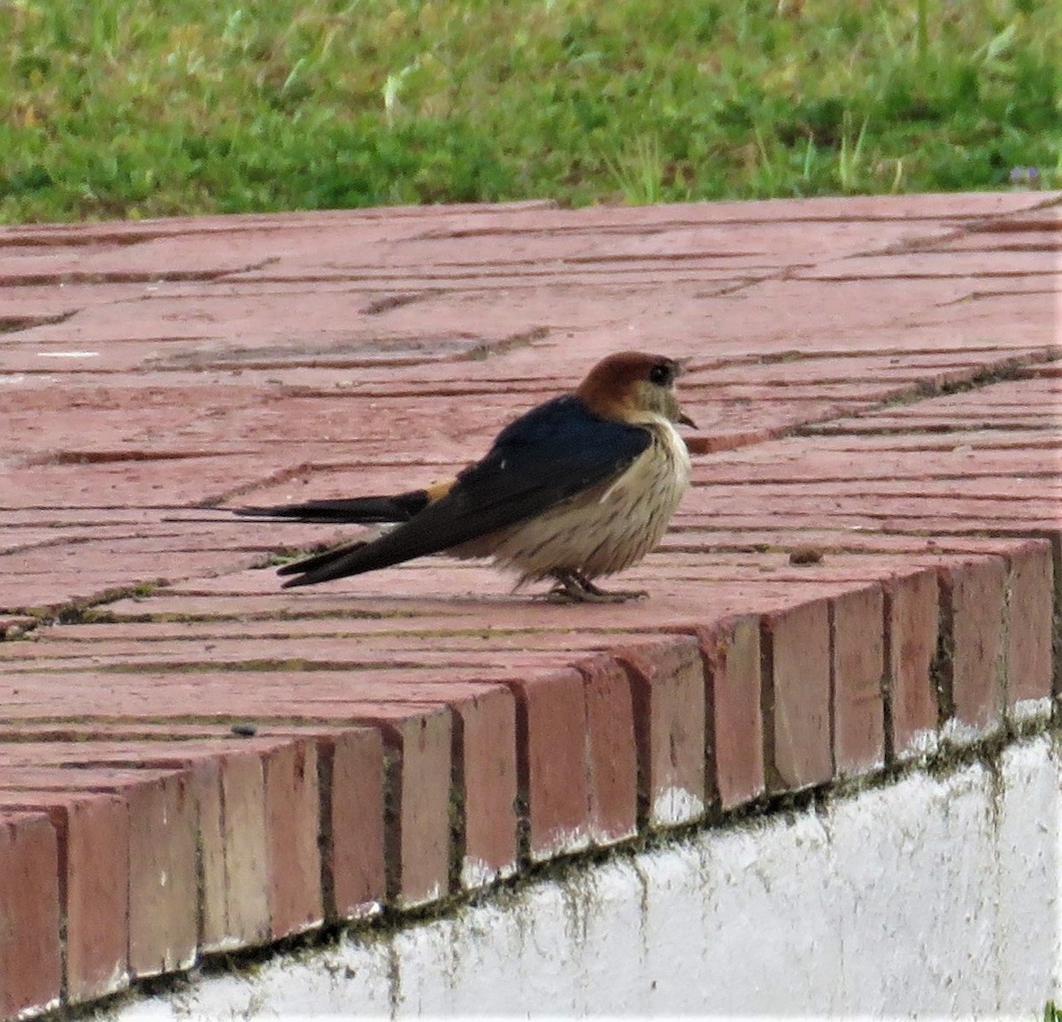 Greater Striped Swallow - ML367544841