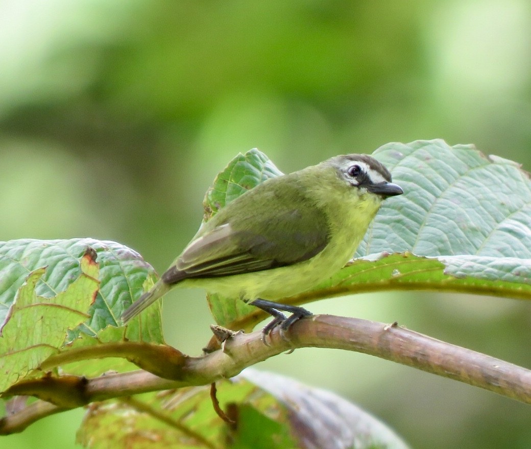 Brown-capped Tyrannulet - Carlos Sanguinetti