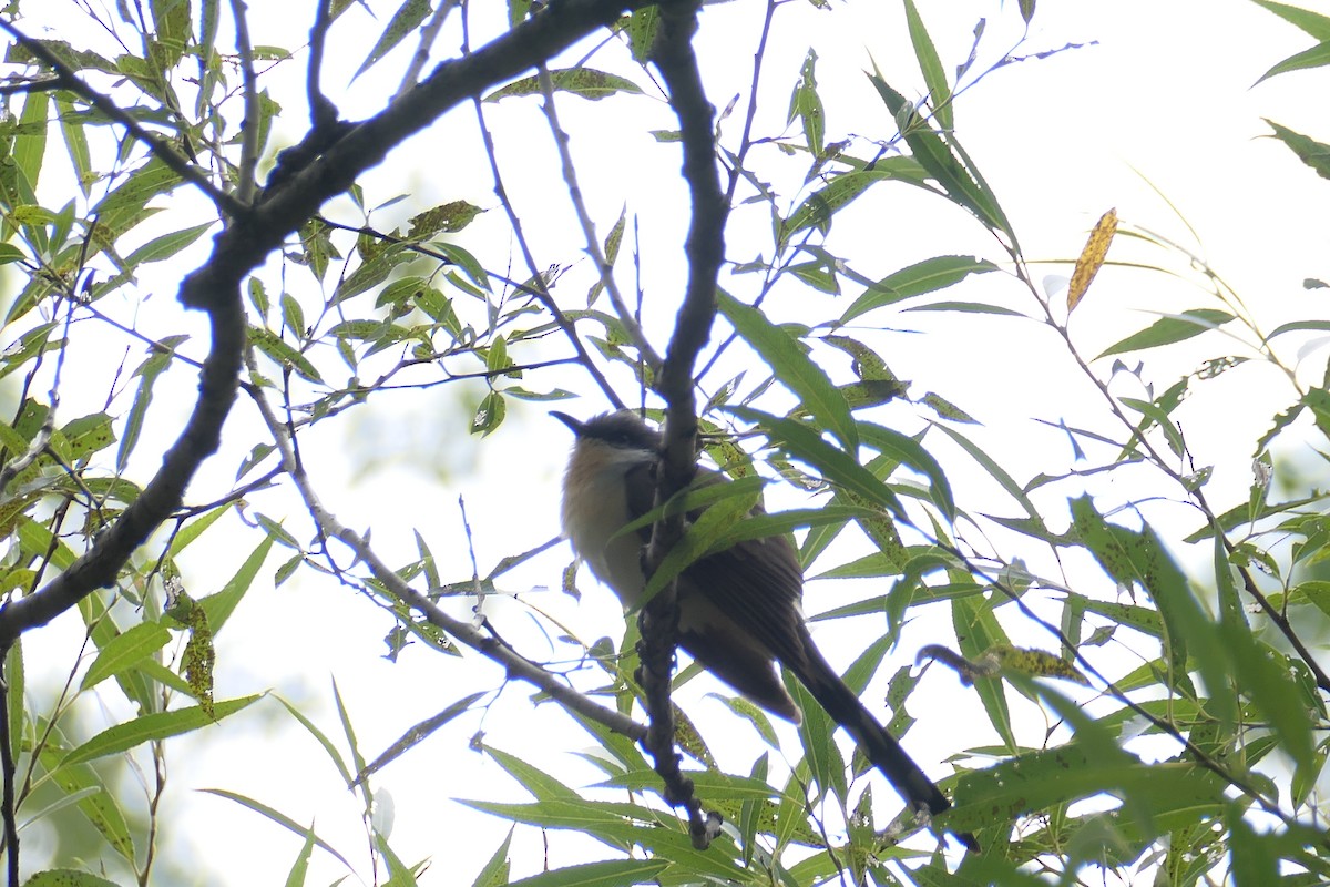 Black-billed Cuckoo - lyne guillemette