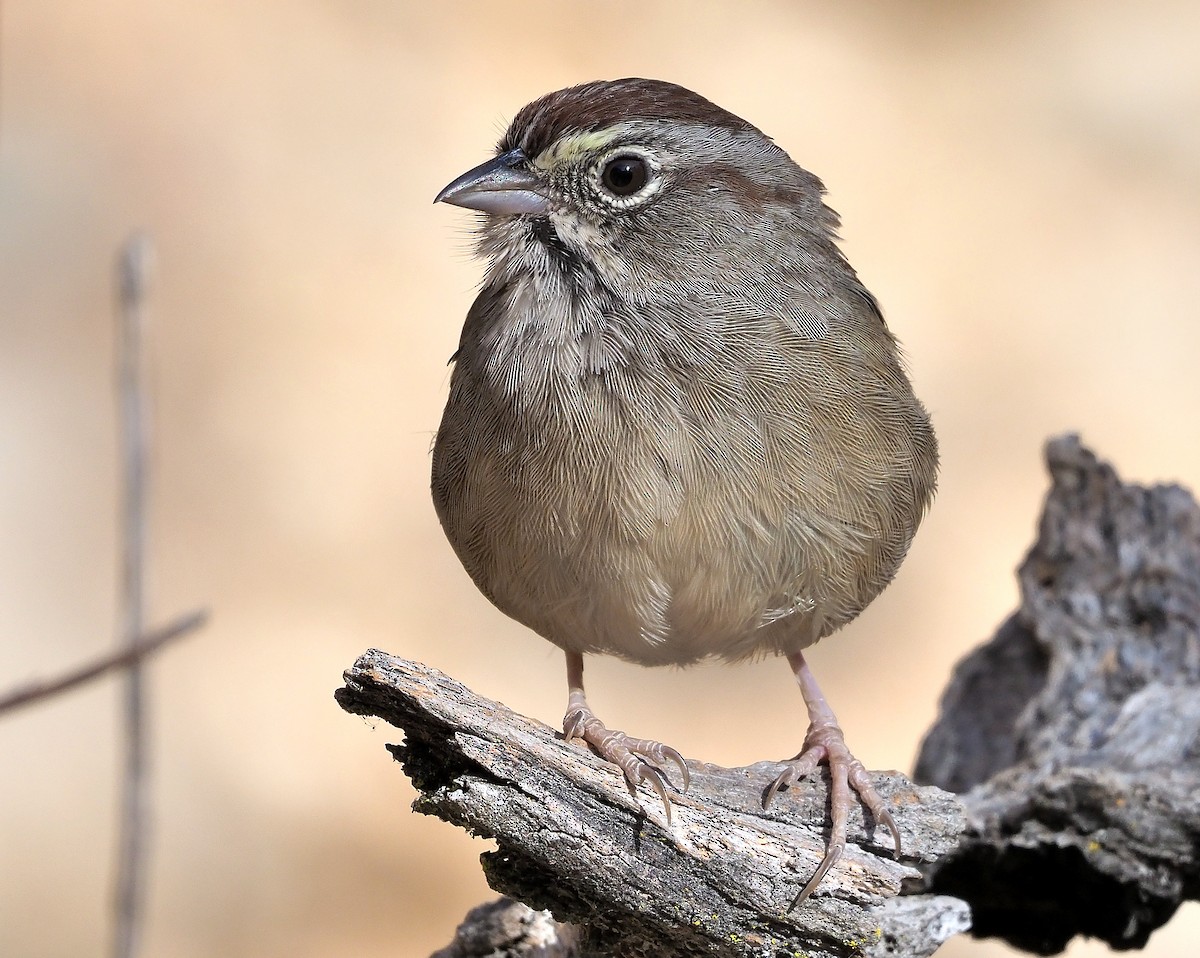 Rufous-crowned Sparrow - ML367548001