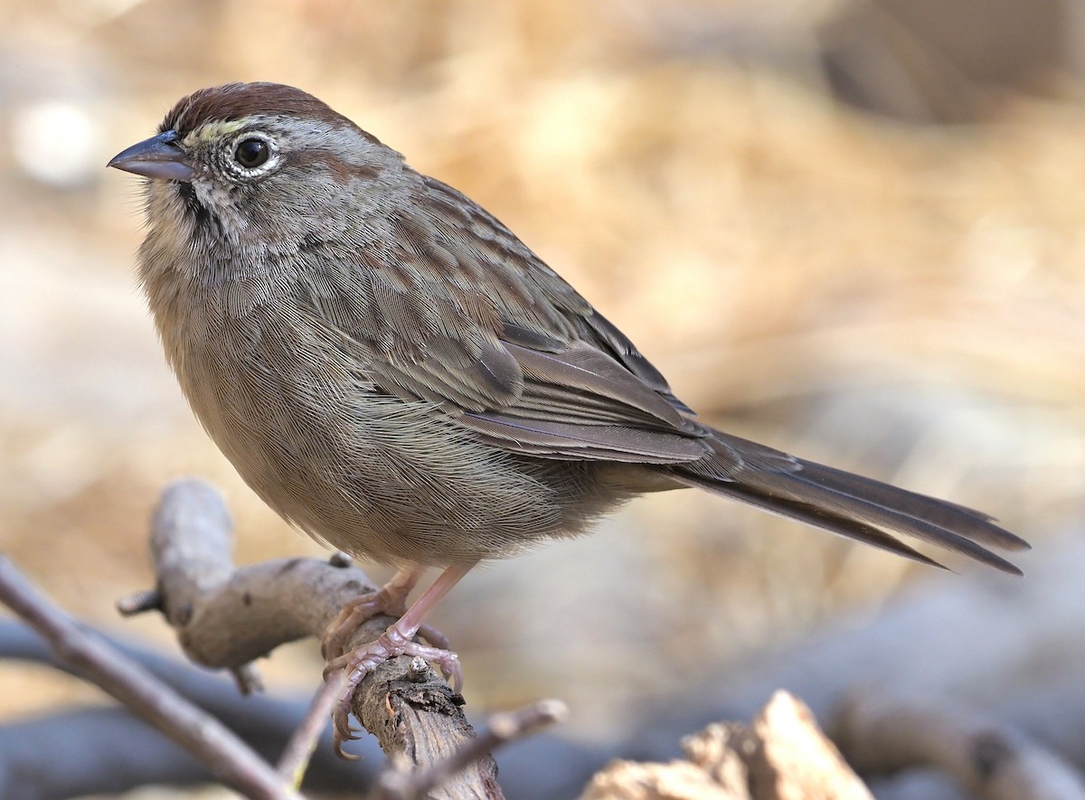 Rufous-crowned Sparrow - ML367548031