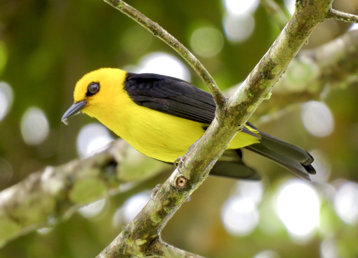 Black-and-yellow Tanager - ML367548211