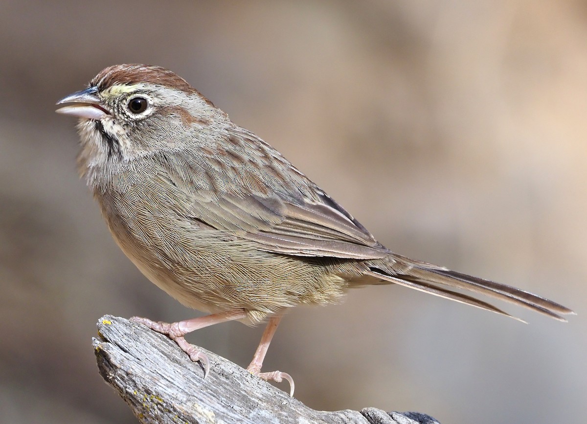 Rufous-crowned Sparrow - ML367548331