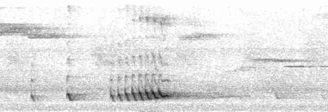 Синелицый бородастик - ML36755