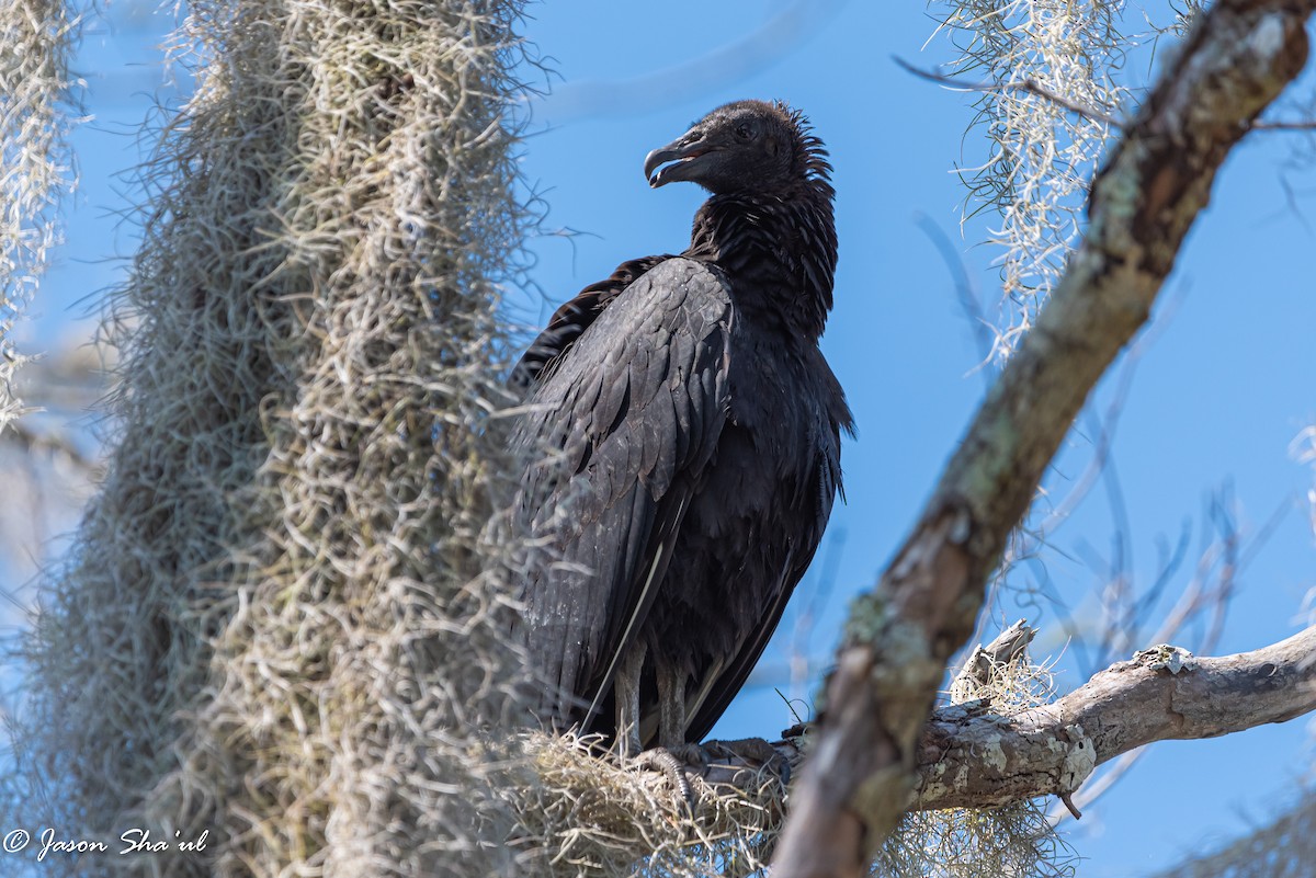 Black Vulture - ML367552331