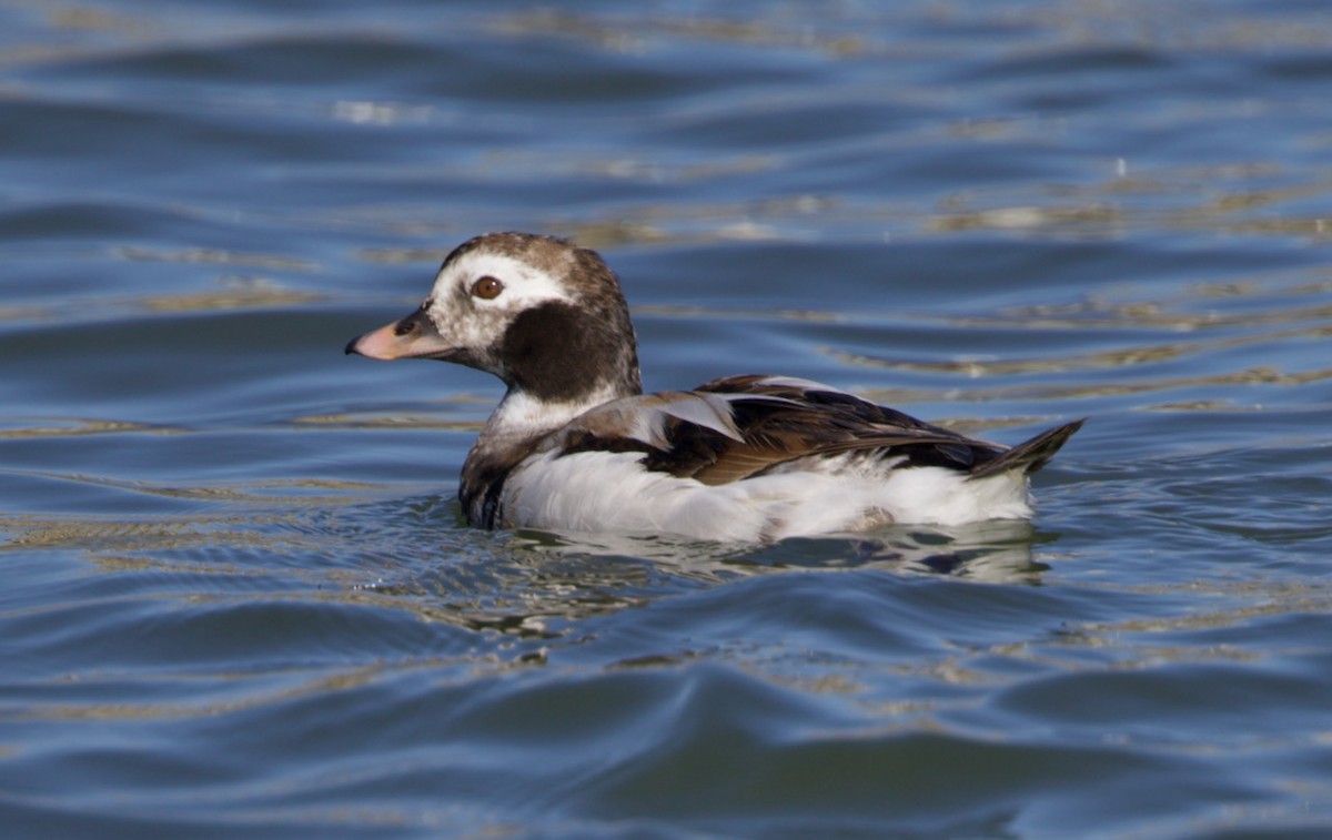 Long-tailed Duck - ML367554141