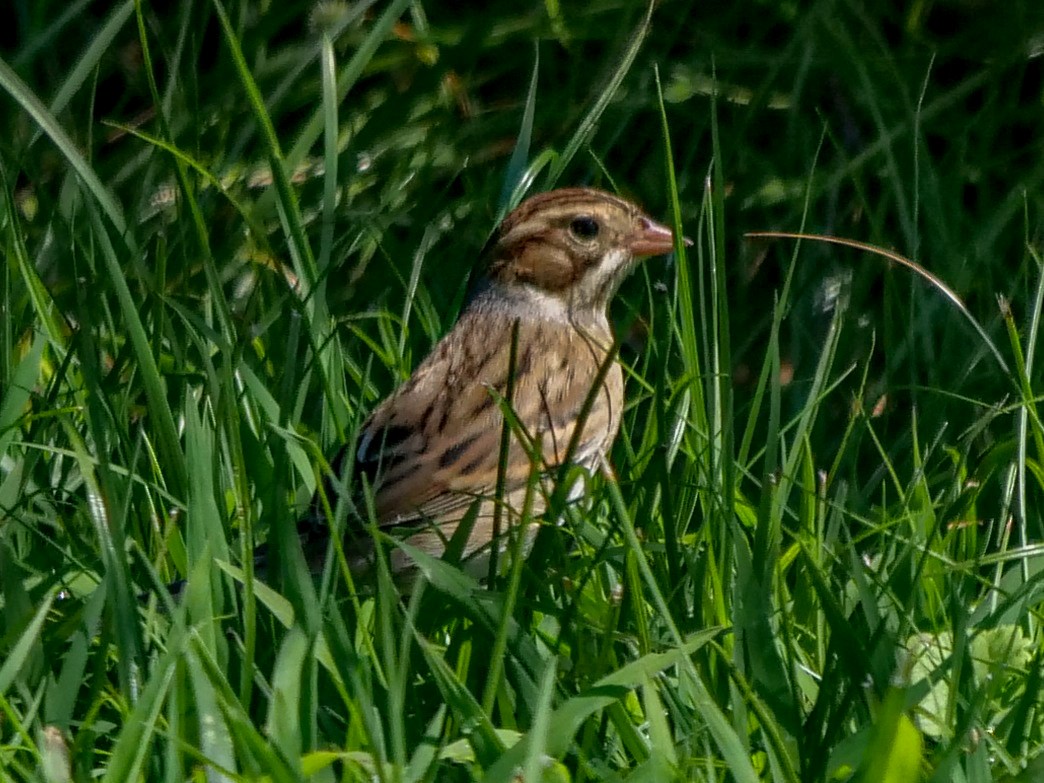 Clay-colored Sparrow - ML367560561