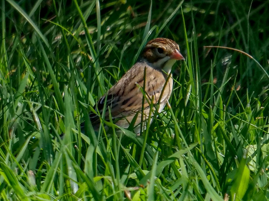 Clay-colored Sparrow - ML367560571