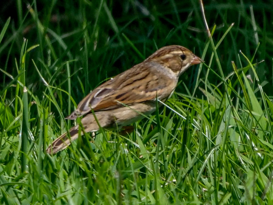 Clay-colored Sparrow - ML367560581