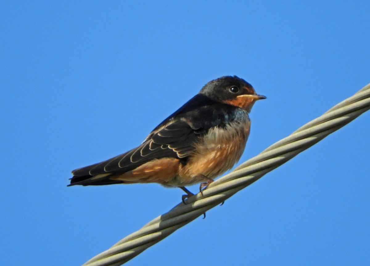 Barn Swallow - ML367561681
