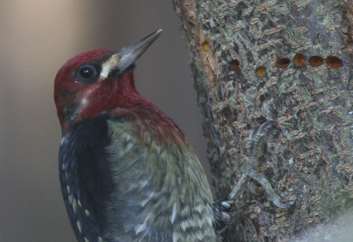 Red-breasted Sapsucker - ML367562081