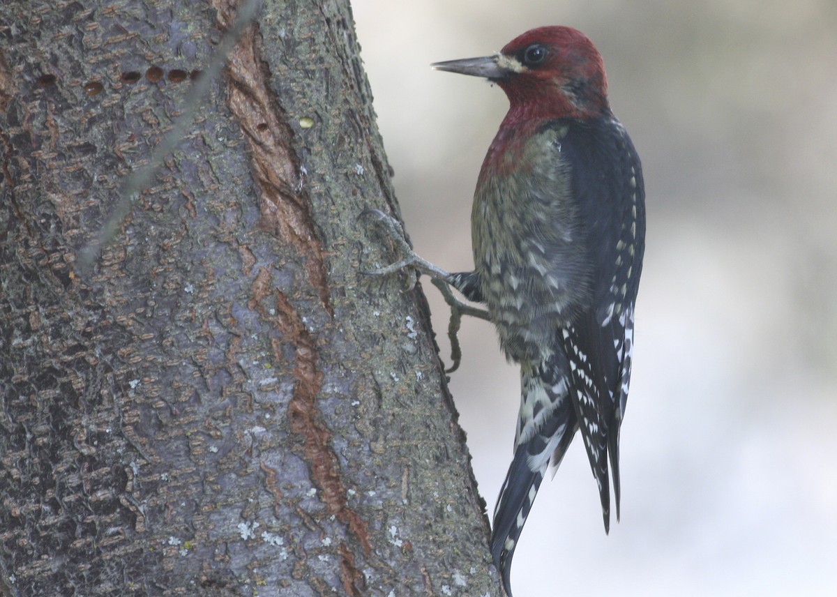 Red-breasted Sapsucker - ML367562091