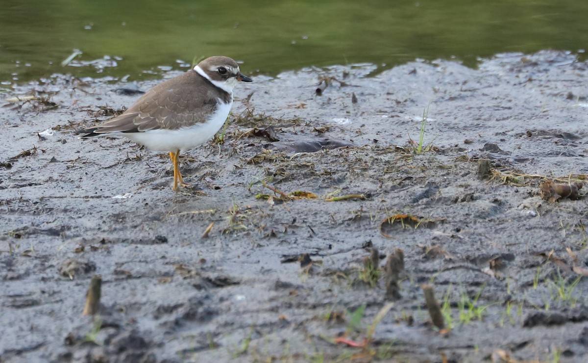 Semipalmated Plover - ML367562961