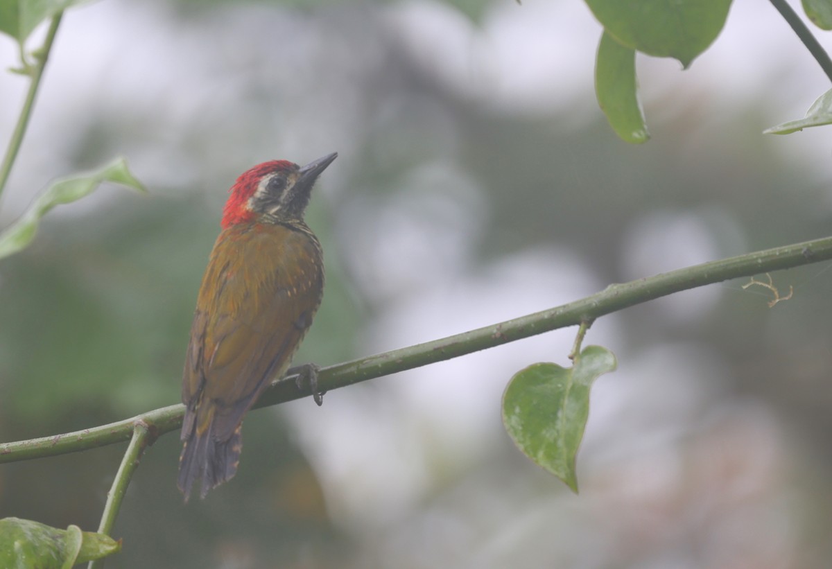 Yellow-vented Woodpecker - ML367563131