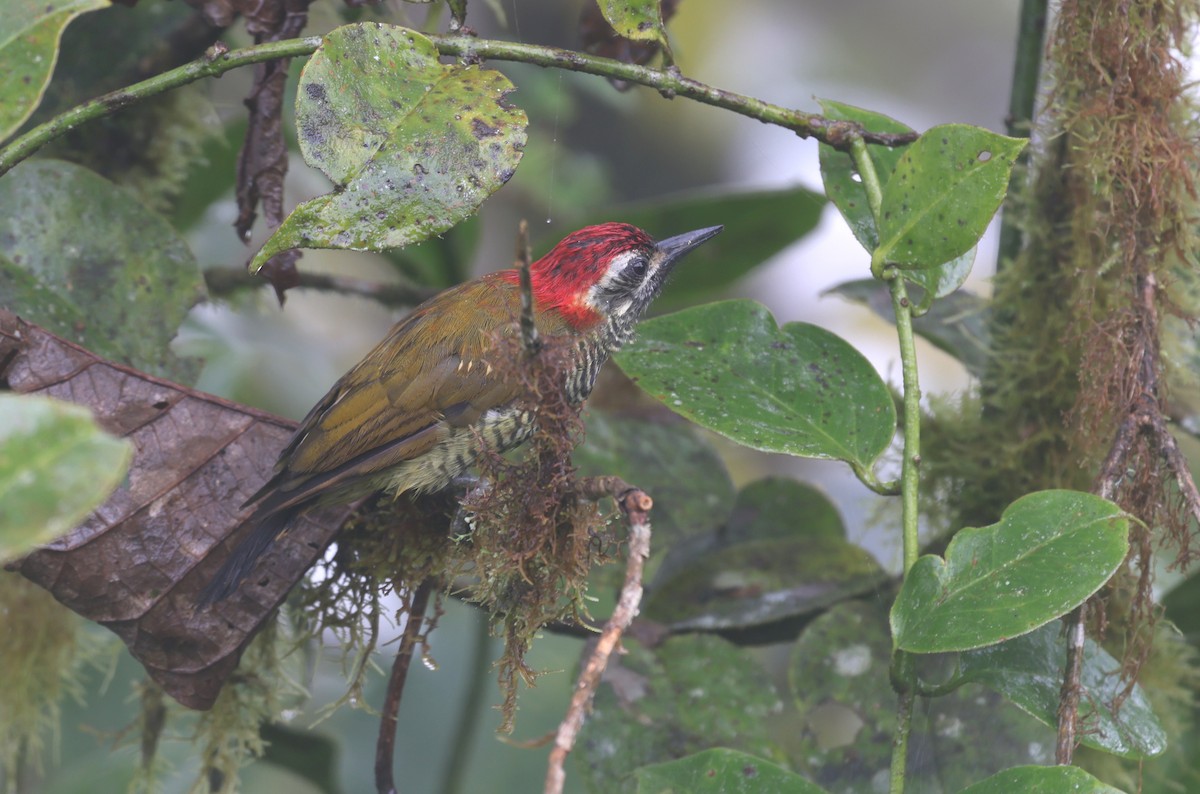 Yellow-vented Woodpecker - ML367563181
