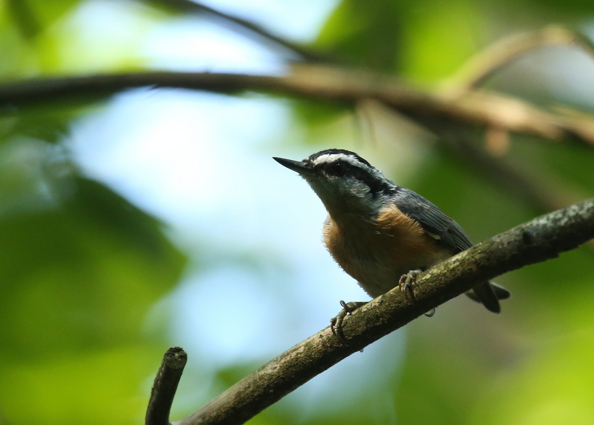 Red-breasted Nuthatch - Tim Lenz