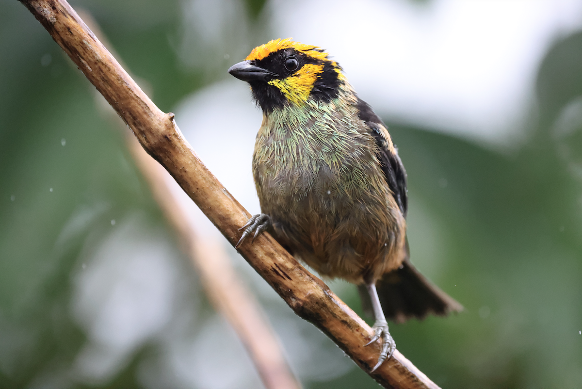 Flame-faced Tanager - ML367566221