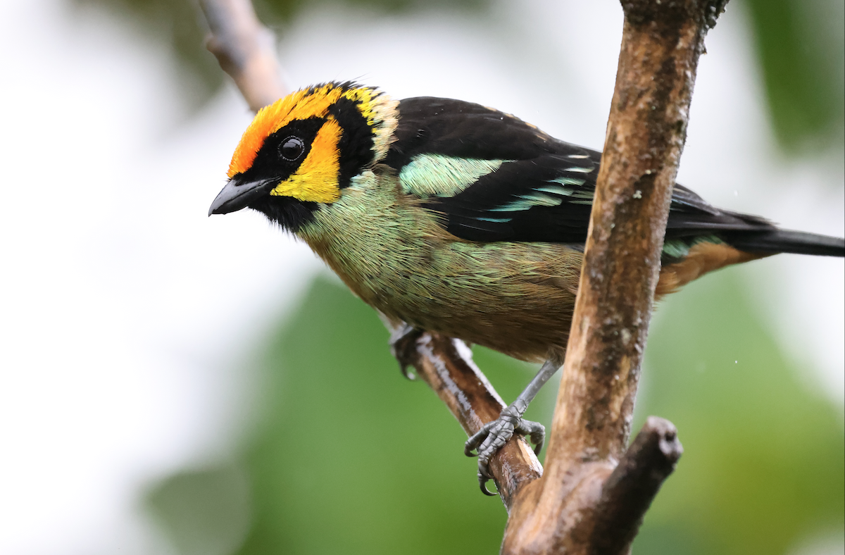Flame-faced Tanager - ML367566251