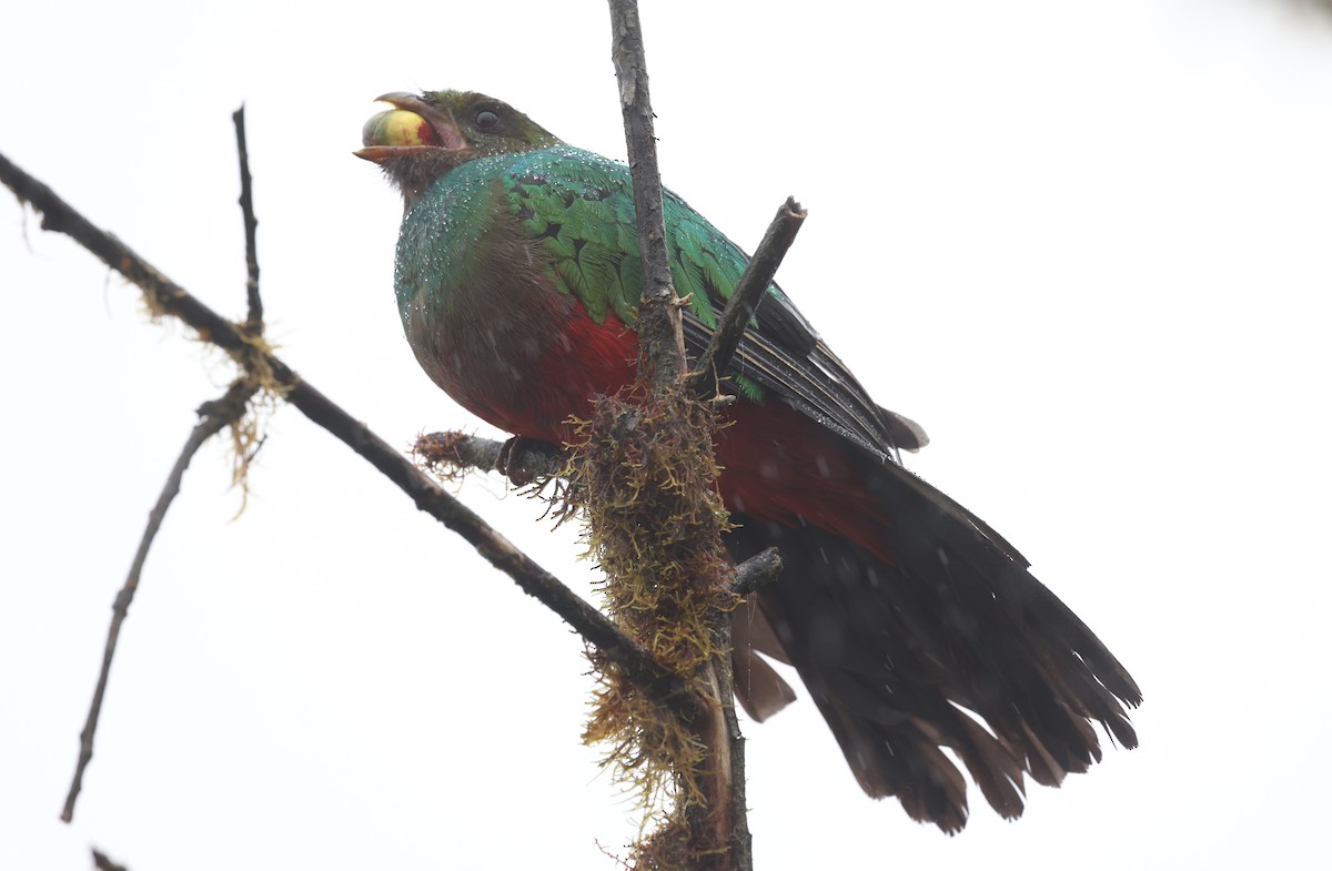 Golden-headed Quetzal - Kasper R. Berg
