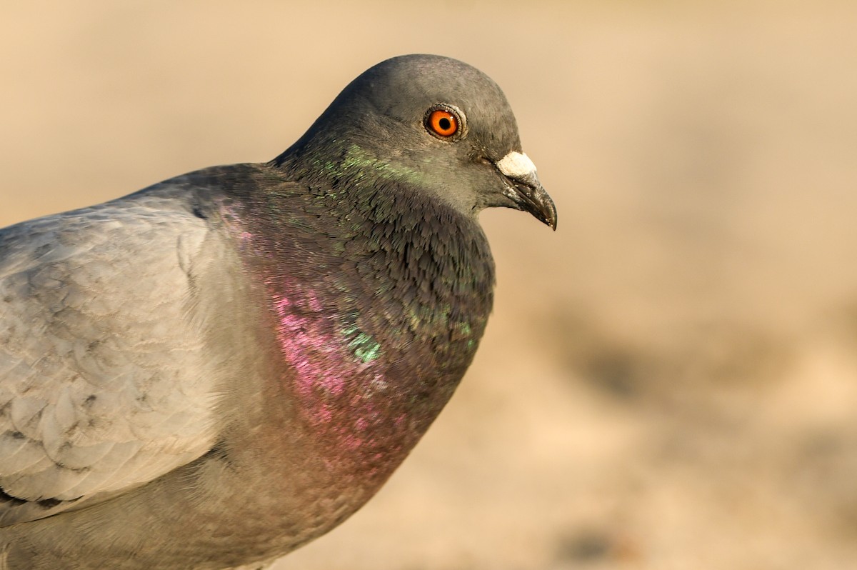 Rock Pigeon (Feral Pigeon) - Manny Salas