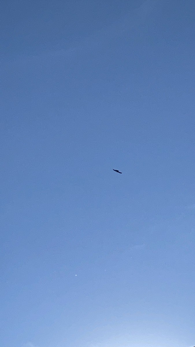 Swallow-tailed Kite - ML367577701