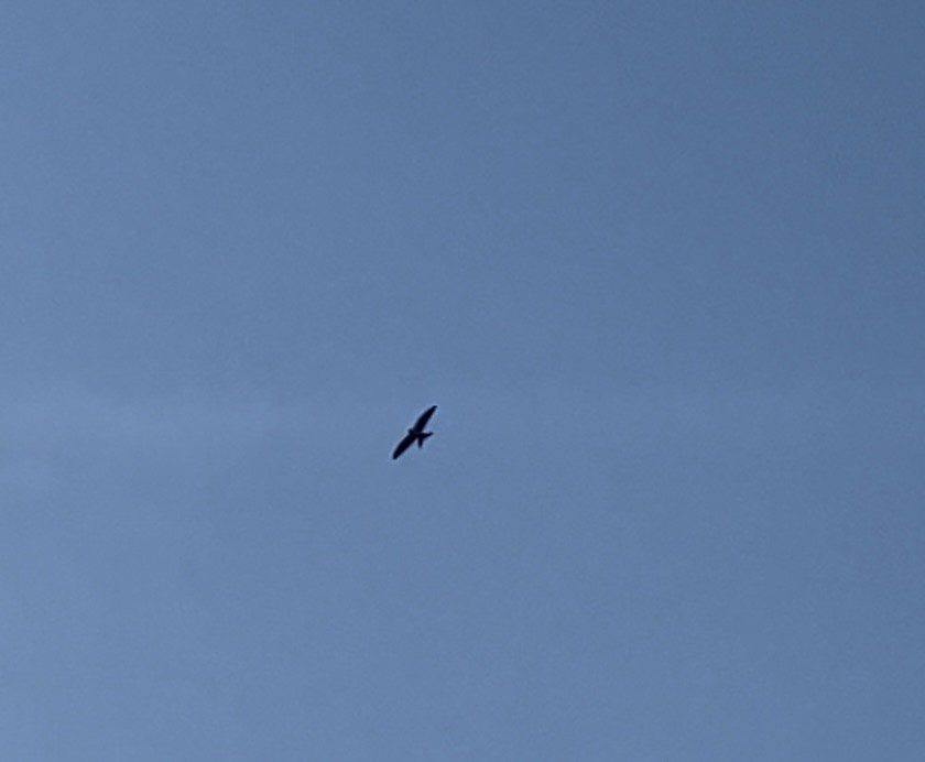 Swallow-tailed Kite - ML367583311