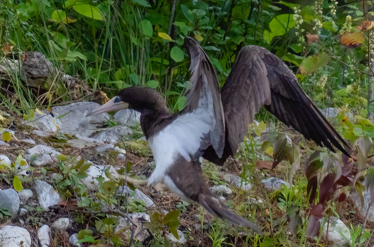 Brown Booby - ML367585951