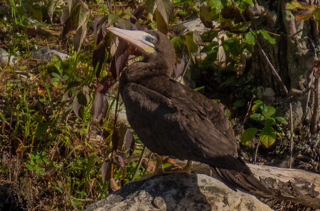 Brown Booby - ML367586831