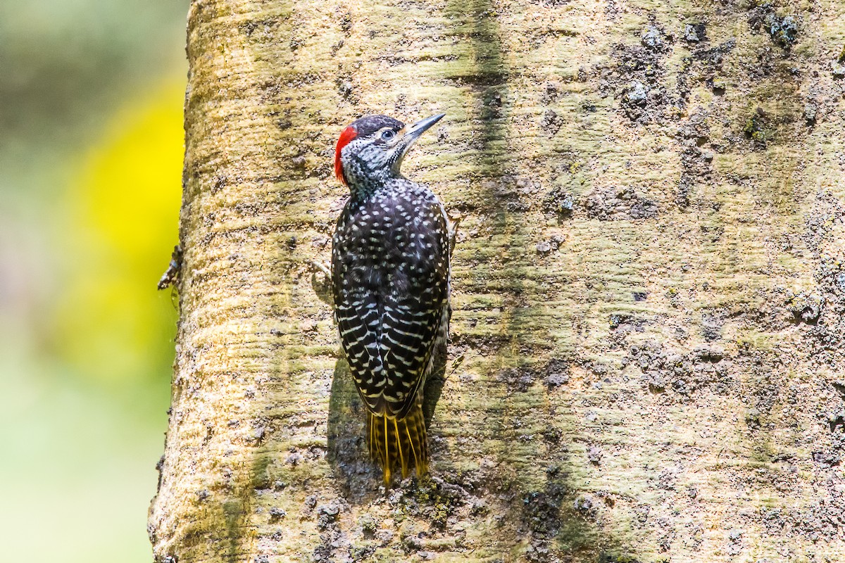 Mountain Gray Woodpecker - graichen & recer
