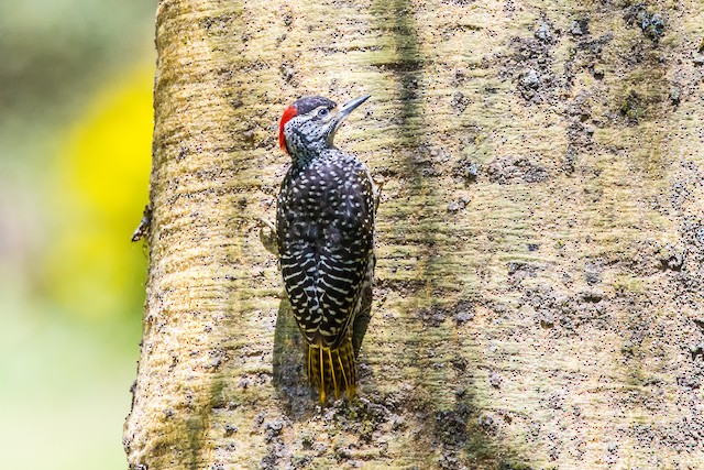 Mountain Gray Woodpecker