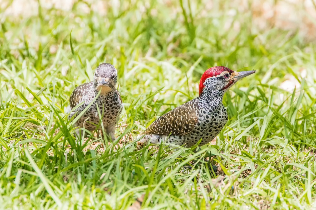 Nubian Woodpecker - graichen & recer