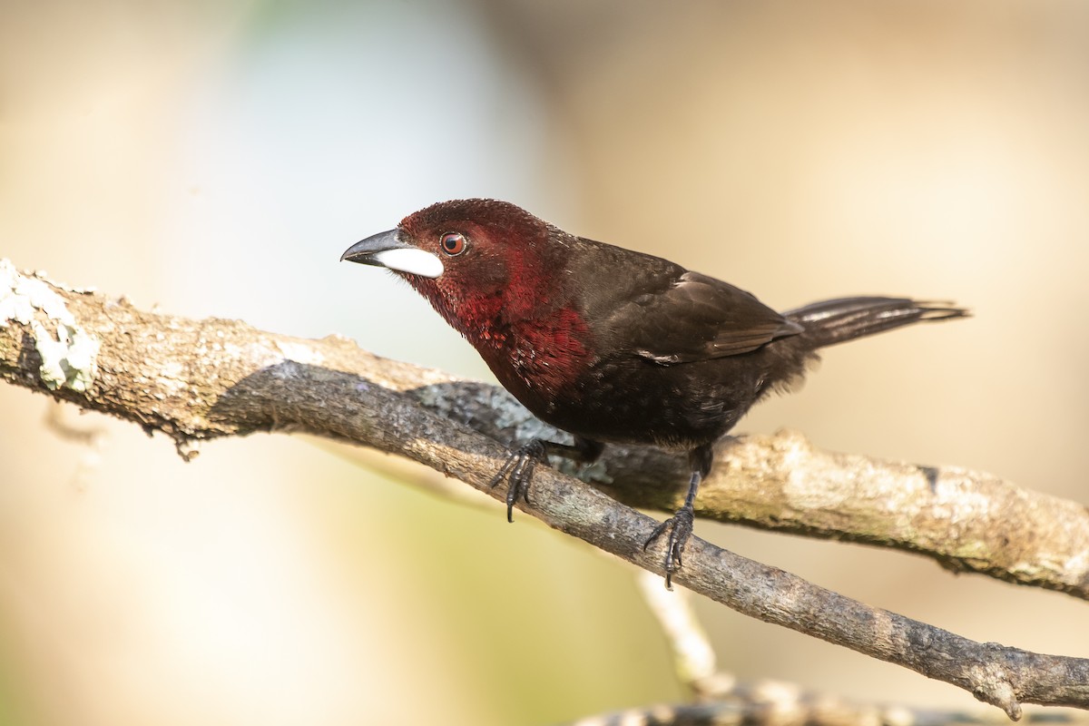 Silver-beaked Tanager - ML367591801