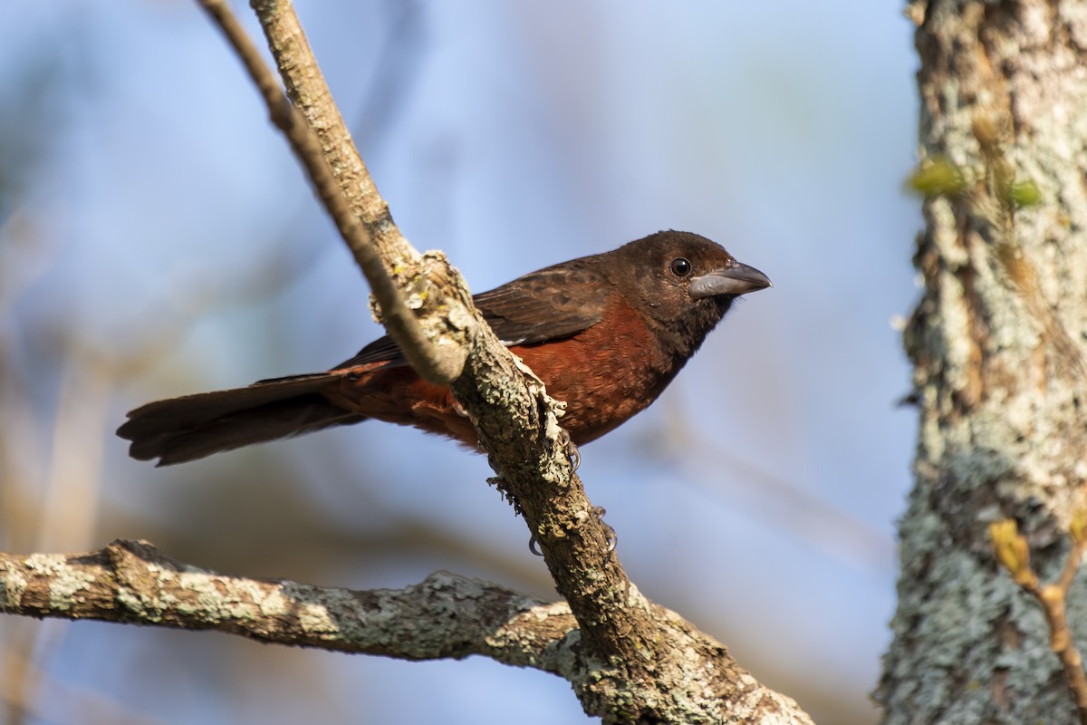 Silver-beaked Tanager - ML367591831