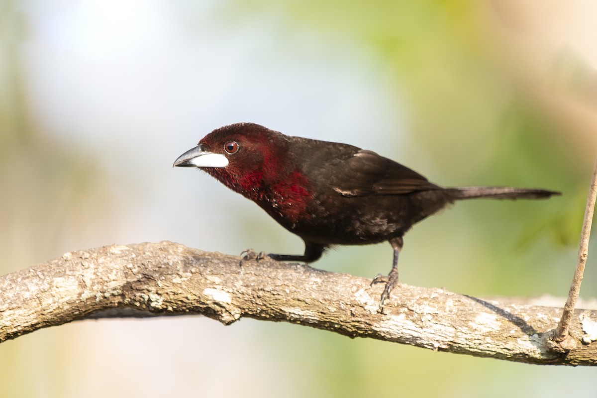 Silver-beaked Tanager - ML367591841
