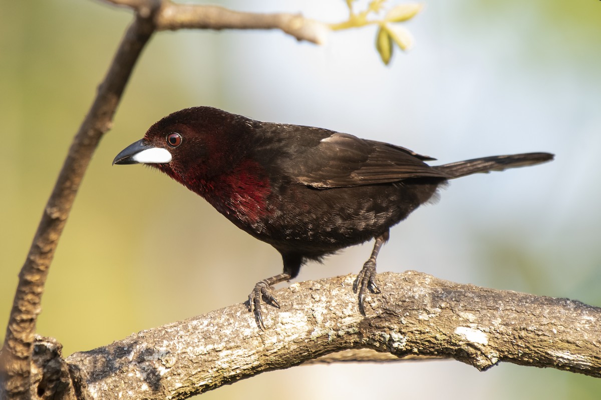 Silver-beaked Tanager - ML367591851