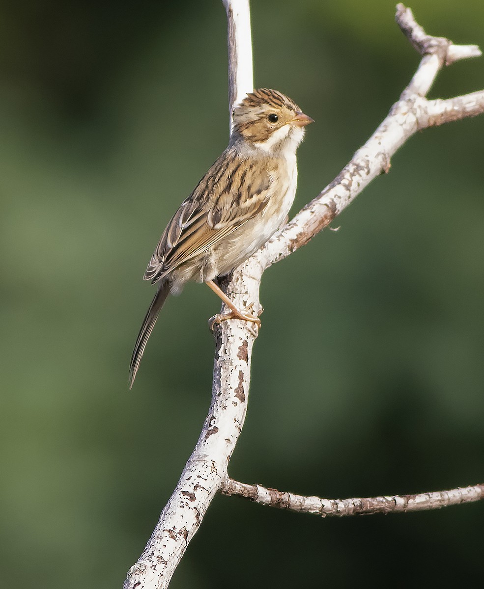 Clay-colored Sparrow - ML367596081