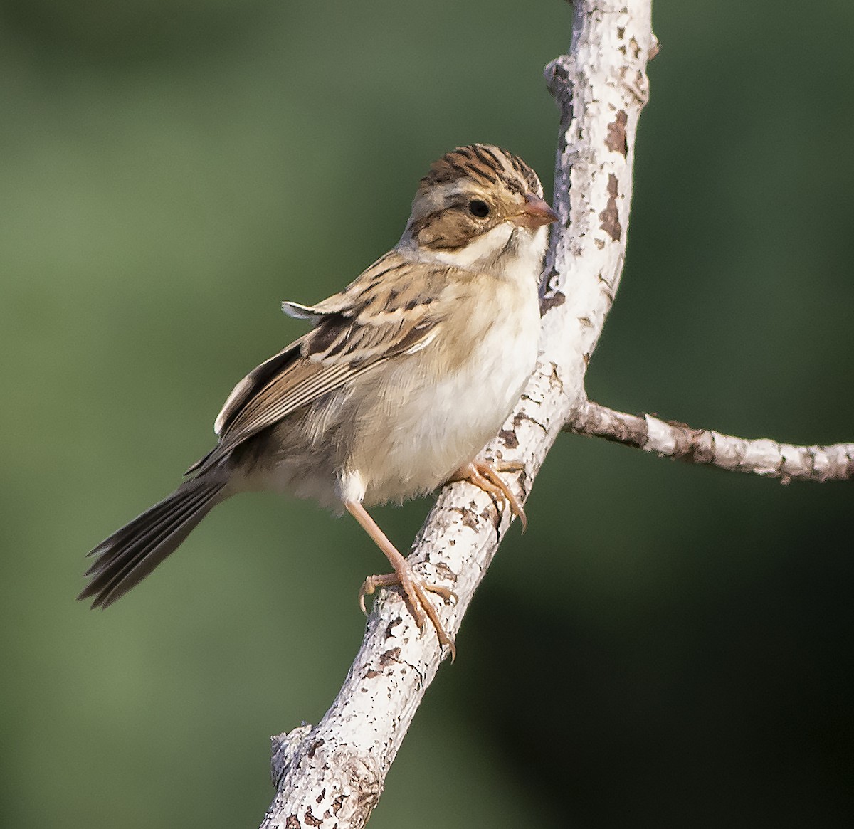 Clay-colored Sparrow - ML367596131