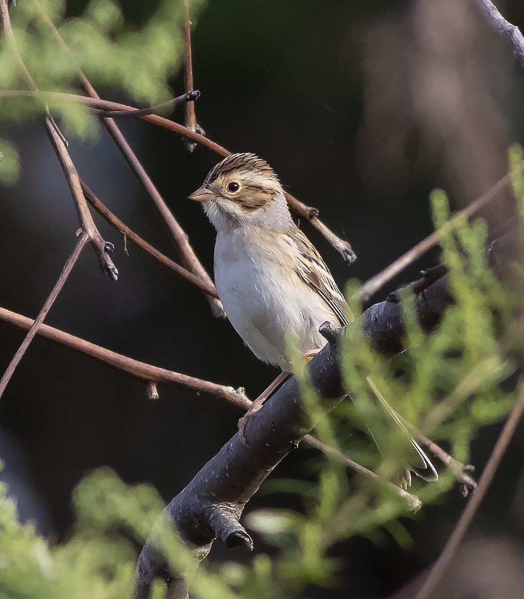 Clay-colored Sparrow - ML367596141