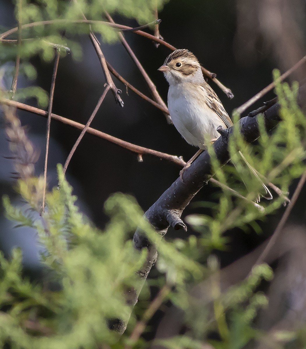 Clay-colored Sparrow - ML367596171