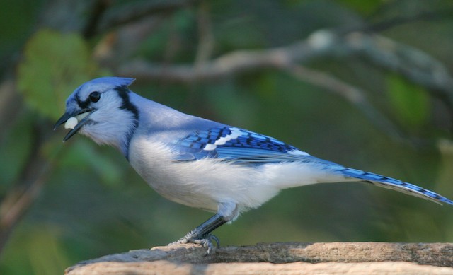 Blue Jay - Vermont eBird