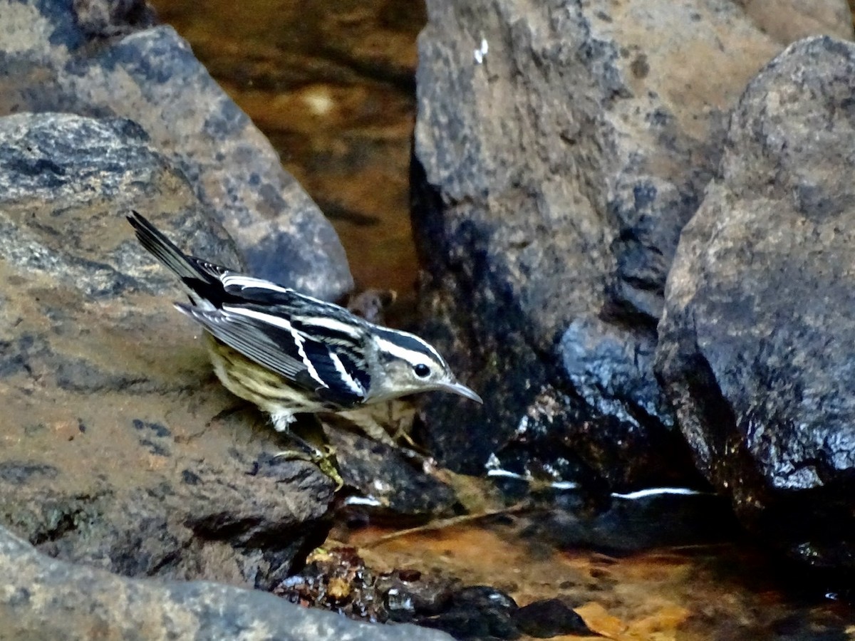 Black-and-white Warbler - ML367598821