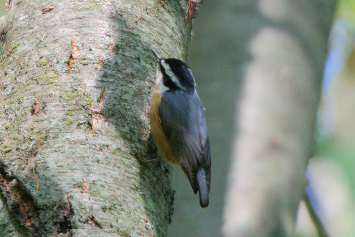 Red-breasted Nuthatch - ML36759911