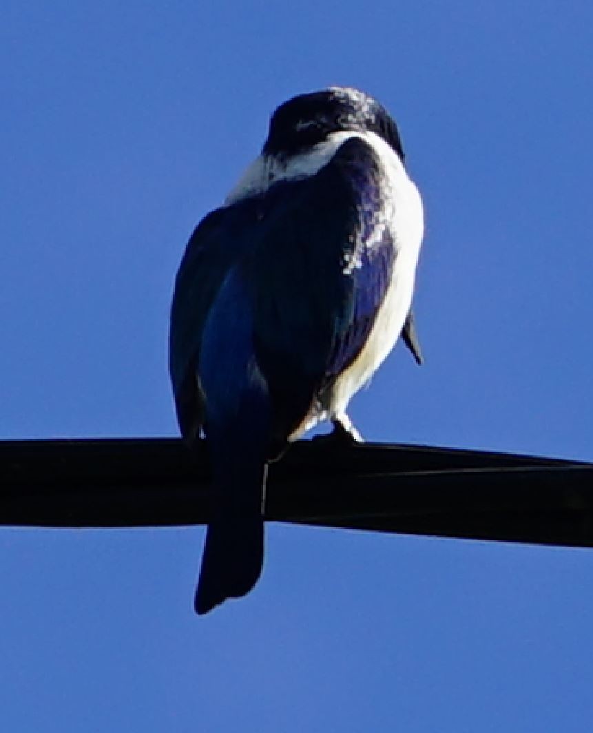 Forest Kingfisher - ML367603711