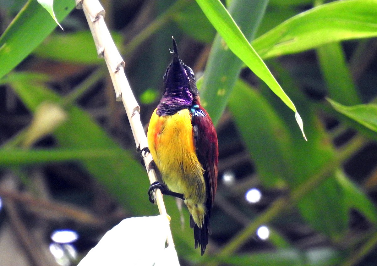 Purple-throated Sunbird - ML367604321