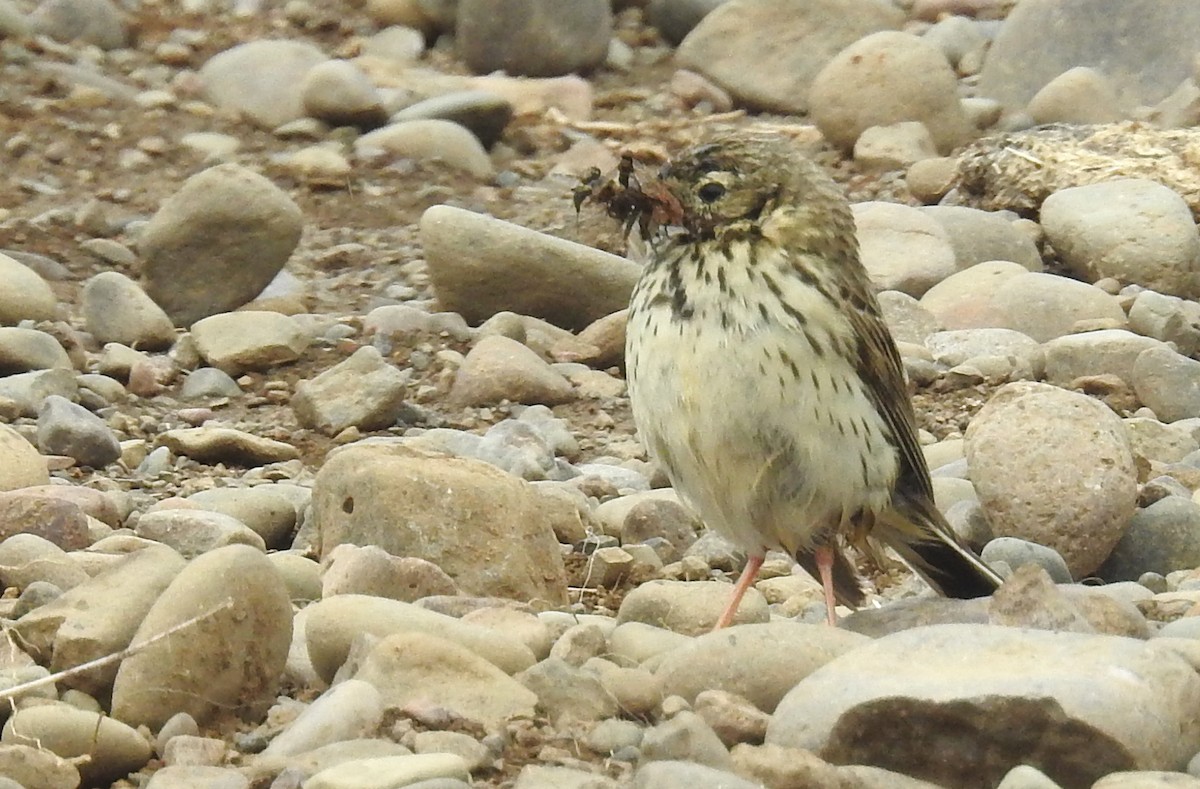 Meadow Pipit - ML367605061