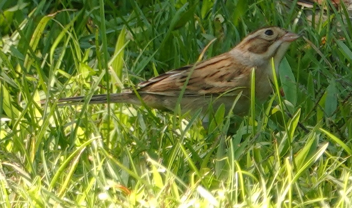 Clay-colored Sparrow - ML367610191