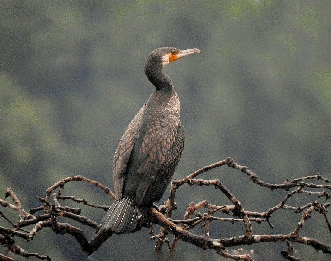 Great Cormorant - Afsar Nayakkan