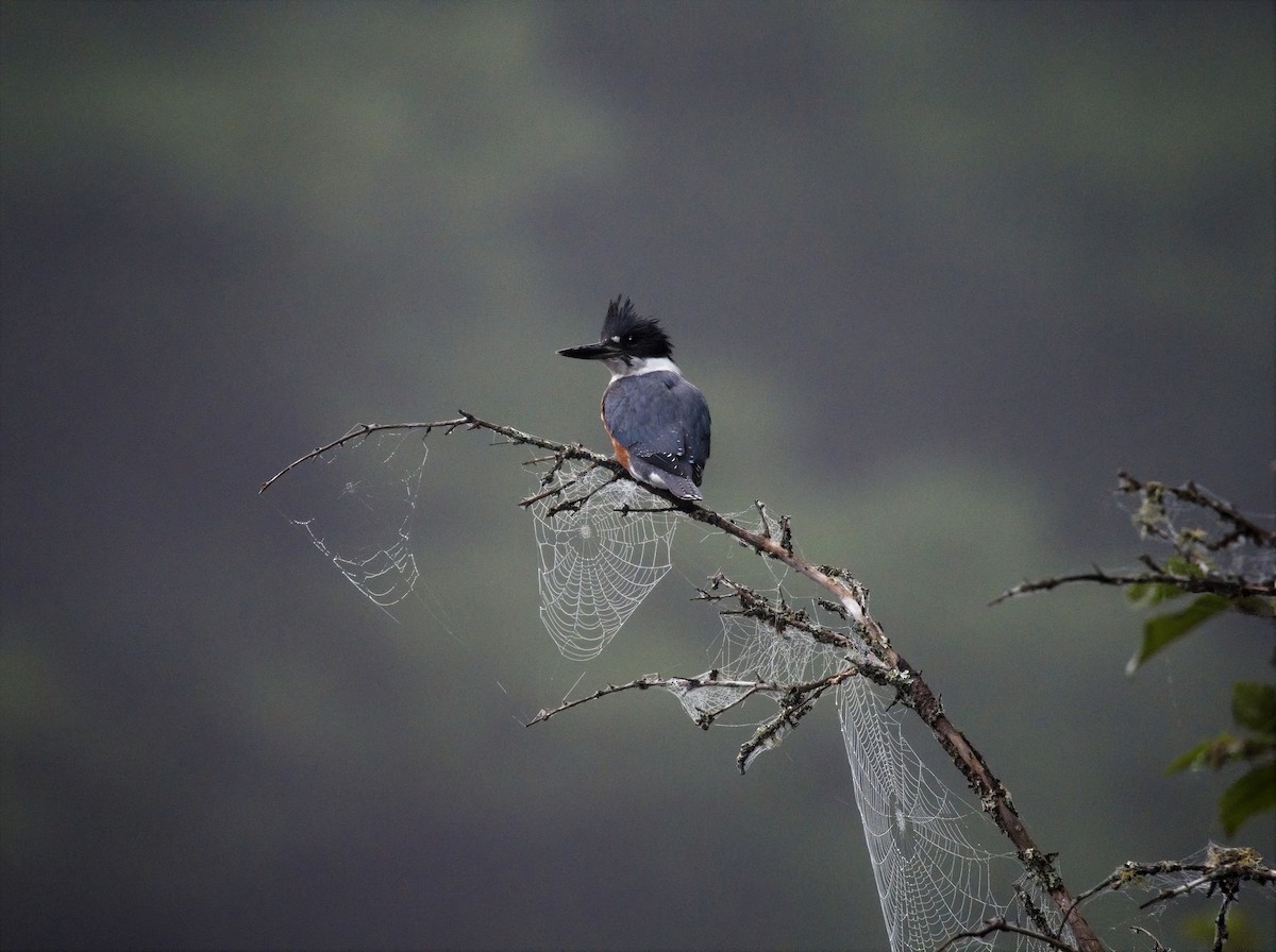 Belted Kingfisher - ML367615381